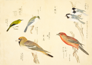 梅園禽譜