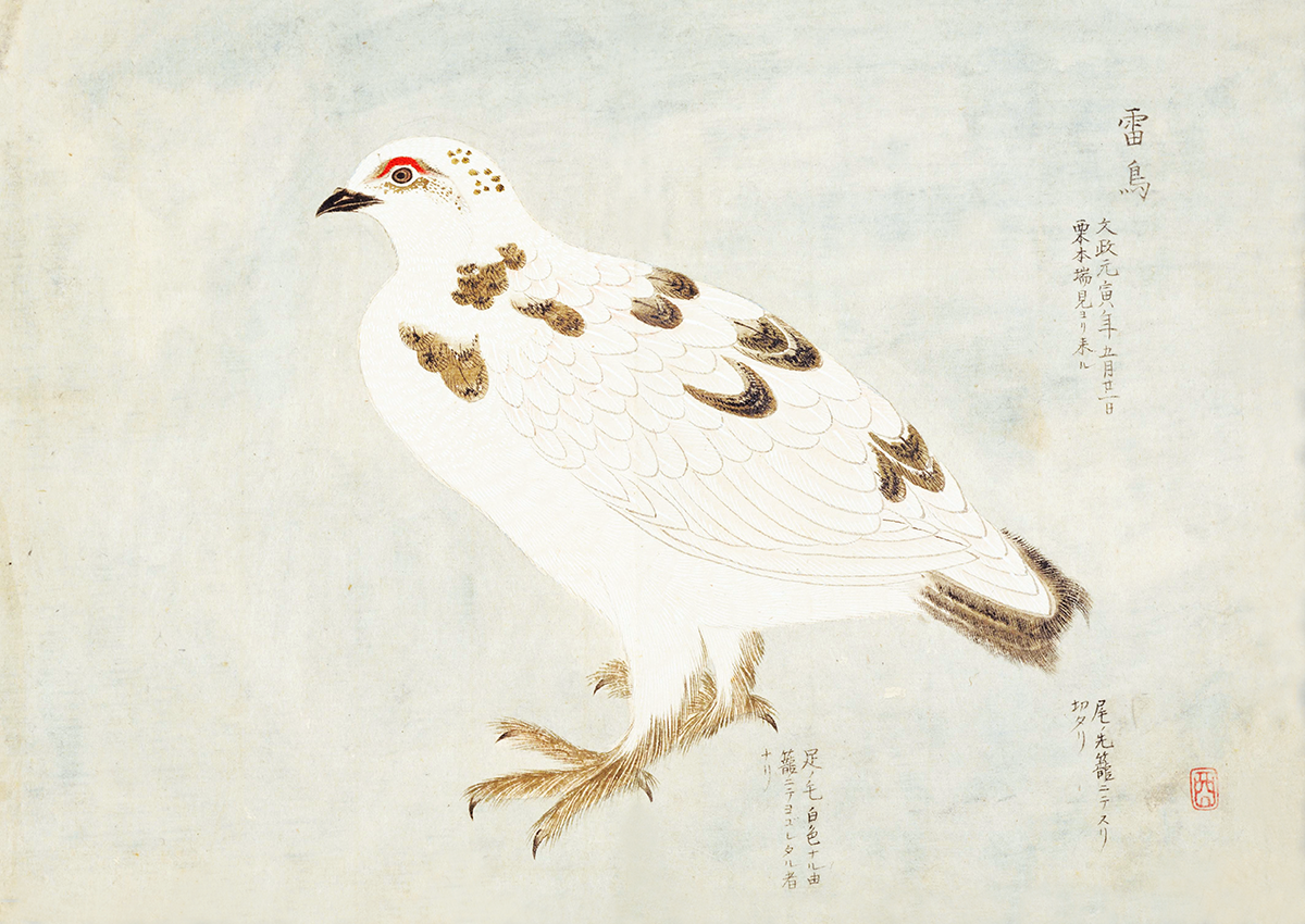 第四回トリハ展：企画展示「江戸の鳥絵画資料」