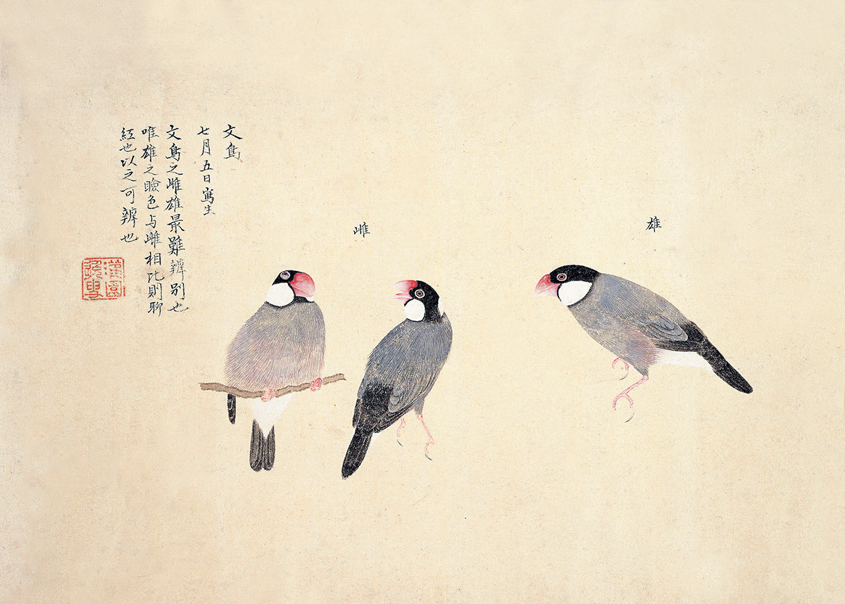 第四回トリハ展：企画展示「江戸の鳥絵画資料」 | トリハ