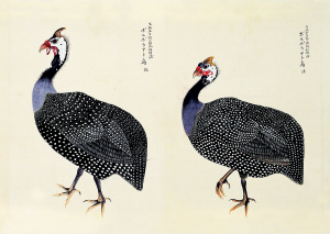外国珍禽異鳥図