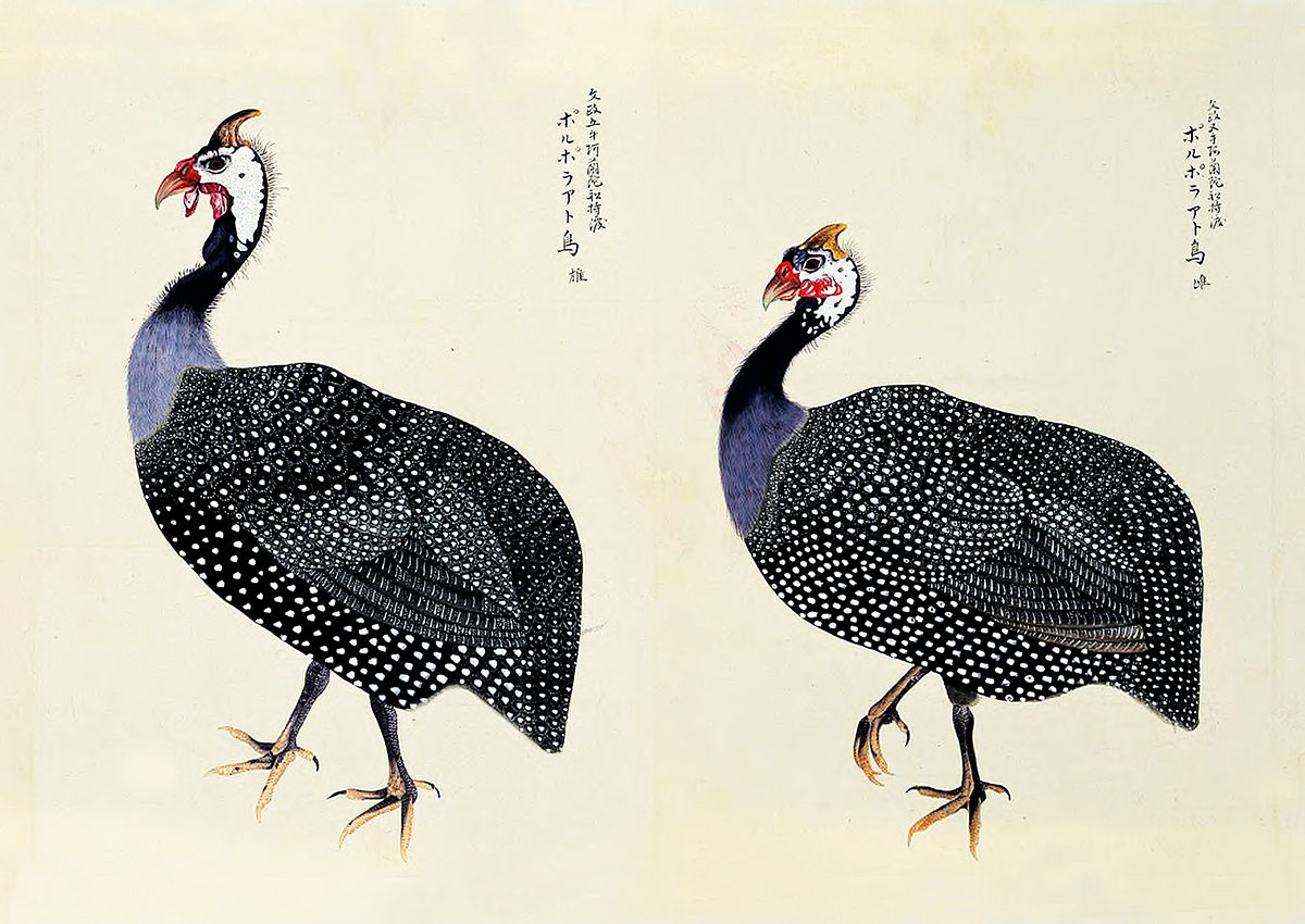 第四回トリハ展 企画展示 江戸の鳥絵画資料 トリハ
