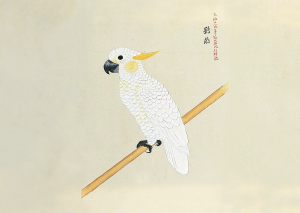 外国珍禽異鳥図