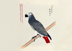 外国珍禽異鳥図