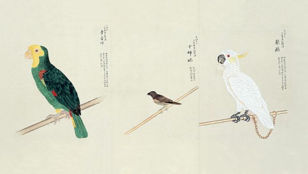 細川博昭先生 講演会『飼い鳥の歴史 ～日本人と鳥の2000年史～』
